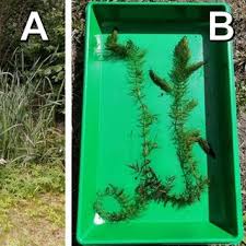 Image result for Ceratophyllum submersum