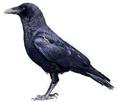 Maybe you would like to learn more about one of these? Frequently Asked Questions About Crows
