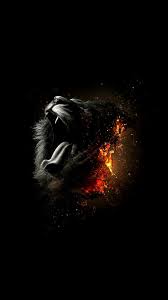 Dastroul Black Lion Lion Wallpaper Lion Wallpaper Iphone Iphone Wallpaper Cat