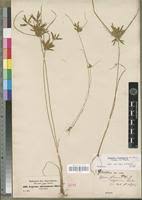 Image result for Pycreus aethiops