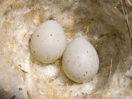 Birds And Their Nests Pictures Uk File Gold Finch Eggs Jpg Wikimedia Commons Bird Eggs Eggs Birds