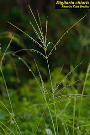 Image result for Digitaria acuminatissima