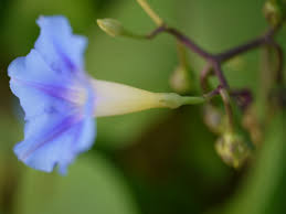 Image result for Ipomoea parasitica