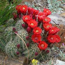 {please read} no dollar $igns, no spam, no. Scarlet Hedgehog Cactus Claret Cup High Country Gardens