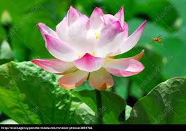 Close shot of the lotus flower. Lotus Flower Stock Image 3859702 Panthermedia Stock Agency