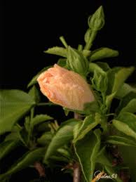 Not all plants have blooms depends on their reproductive. Jada Gif Paradise Flowers Gif Beautiful Flowers Images Flower Images