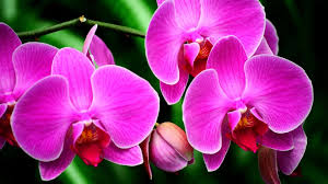 Accurate Bring Back Lost Lover Spells In Devon Chat Call Whatsapp 27843769238 Https Www Psychic Near Me Orchid Wallpaper Hd Flower Wallpaper Orchids