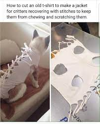 This Is What The Vets In China Give Out To Cats Who Go Through Any Sort Of Abdominal Surgery Even Just For Dog Clothes Diy Dog Clothes Patterns Diy Dog Stuff