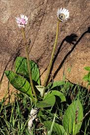 Image result for Mohria vestita