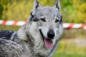 23 Stunning Dogs That Look Like Wolves Animalso
