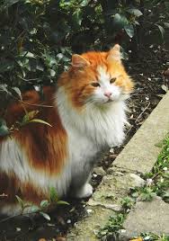 Izmorzsak Elif Modra Orange And White Cat Cats Orange Cats
