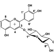 Image result for Phragmanthera usuiensis