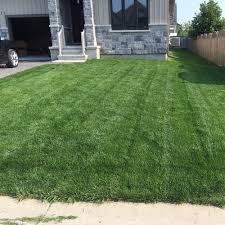 To begin,grass needs two things to generate chlorophyll,the chemical that gives it its green hue,which are water and sunlight.when grass is depleted of water,it cannot be green,because it needs both water. My Lawn Is Not Getting Dark Green