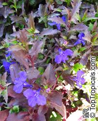 Image result for Lobelia erinus