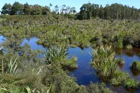 Locals know to factor in wetlands on property purchases. Protecting Wetlands Across New Zealand Qeii