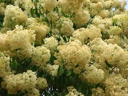 Image result for Nuxia floribunda
