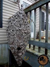 Maybe you would like to learn more about one of these? Bald Faced Hornet Nest By Samwaters Bald Face Hornets Nest Beautiful Bugs