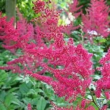 Astilbe Dead Dead Dead Astilbe Flower Close Up Flowers