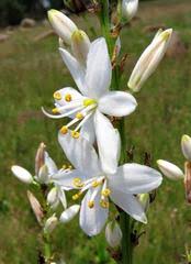 Image result for Chlorophytum krookianum