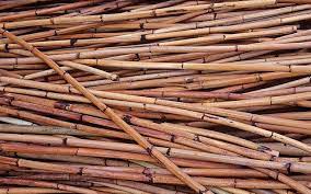 Rotan definition at dictionary.com, a free online dictionary with pronunciation, synonyms and translation. 14 English Words That Have Malay Origins