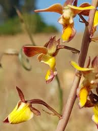 Image result for Eulophia tuberculata