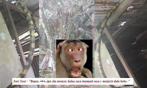 Lahan yang diserang adalah lahan yang dekat dengan alas beji, gunung cilik. Ubat Gegat Belacan Jurupulih C