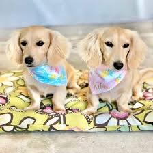 Maybe you would like to learn more about one of these? 60 Hq Images Cream Dachshund Puppy For Sale Mini Dachshund Puppies For Sale Royal Dachshund Puppies Home Homemdospiscos