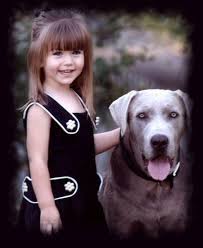 For the twenty seventh straight year, the nation's largest purebred dog registry has ranked labradors as the most popular breed in the country. Silver Lab Labrador Retriever Puppies Breeder Texas