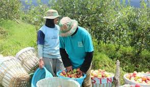 Gambar kartun apel gambar ghi. Produksi Buah Apel Di Kota Batu Mengkhawatirkan Republika Online
