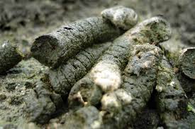 Ein mann zeigt mit dem finger und bedankt sich dann fürs zuschauen. Wildtiere In Der Stadt Kot Garten