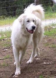 River Father Of Roy Akbash Dog Maremma Dog Livestock Guardian Dog