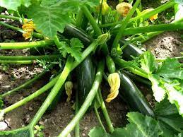 Chicken breast, passata and zucchini are all cooked in the same pot, topped with. Life On The Plot Zucchini Courgette Steemit