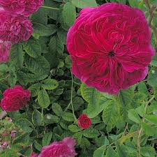 Le rosier charles de mills est une variété exceptionnelle. Rosier Charles De Mills Achat Rosier Arbuste Gallique