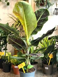 Image result for Musa Cavendish