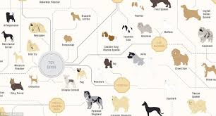 The Family Tree Of Dogs Chart Reveals How Every Breeds