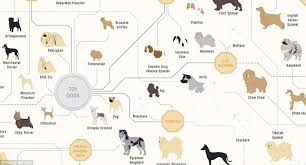 the family tree of dogs chart reveals how every breeds