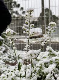 This type of snow is associated with glacier formation through the process of nivation. 9atlslizasnjwm
