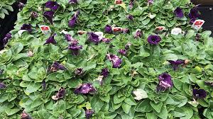 We did not find results for: How To Prevent Petunia Flower Meltdown From Botrytis Greenhouse Grower