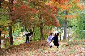 日々 遥か もみじ葉は袖にこき入れて