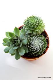 Many succulents can only be kept as houseplant, they are not hardy. Sempervivum