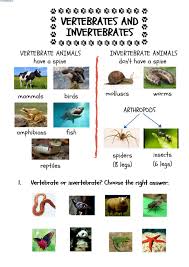Invertebrate animals fly in the air, crawl in the soil, walk on the land, and inhabit oceans or freshwater lakes and streams. Vertebrates Or Invertebrates Worksheet