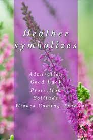Heather Calluna Vulgaris Shade Metals Heather Flower Heather Plant Flower Meanings