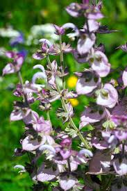 Image result for Salvia sclarea