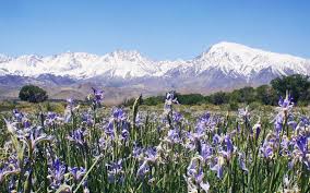 Des milliers de nouvelles images de grande qualité ajoutées chaque jour. Wildflowers Of The Eastern Sierra Bishop Visitor Information Center