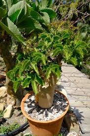 Image result for Cyphostemma