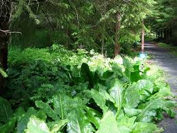 Elm seeds contain 45% protein and 7% fiber and in the great famine of 1812 they were used as food in norway. What Is Skunk Cabbage Dengarden