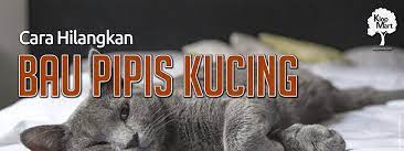 Jika ingin menghilangkan kencing bau, anda disarankan. Cara Hilangkan Bau Pesing Pipis Kucing Klopmart