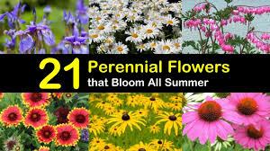 Perennial flowers or plants refer to any plant or flower that lives for two years or more. 21 Perennial Flowers That Bloom All Summer Even From Spring To Fall