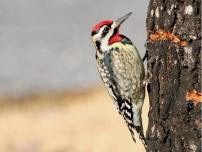 Nature’s Simple Machine Enrichment Class (Ages 5-9)