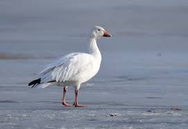 Free Free 302 Snow Goose Svg SVG PNG EPS DXF File